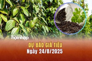Dự báo giá tiêu 24/8: Tiêu trong nước tiếp đà tăng "vọt"