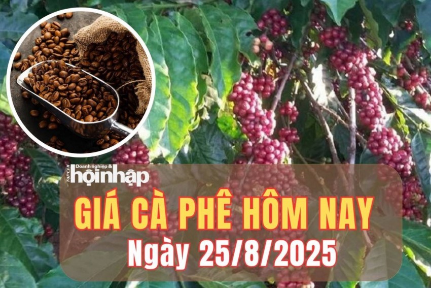 Giá cà phê hôm nay 25/8/2025: Giá cà phê lập đỉnh 3 tháng, trong nước giữ mức 124.000 đồng/kg