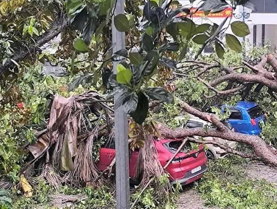 Bão quật đổ cây đè bẹp ô tô tại Nghệ An