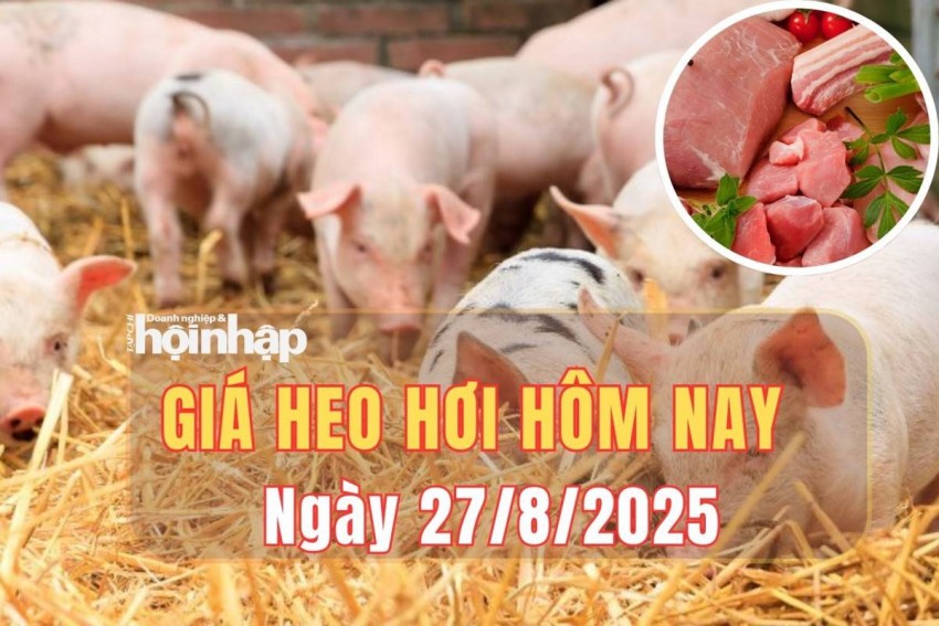 Giá heo hơi hôm nay 27/8/2025: Giá heo hơi tiếp tục lao dốc, chạm đáy 51.000 đồng/kg