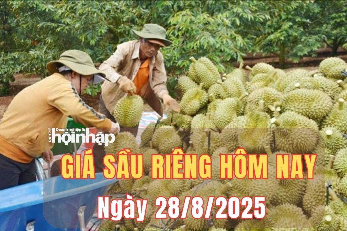 Giá sầu riêng hôm nay 28/8: Giá sầu riêng Thái loại A giữ mức cao nhất 90.000 đồng/kg