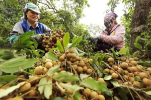 Nhãn lồng Hưng Yên 2025: Sản lượng kỷ lục, hướng tới xuất khẩu bền vững