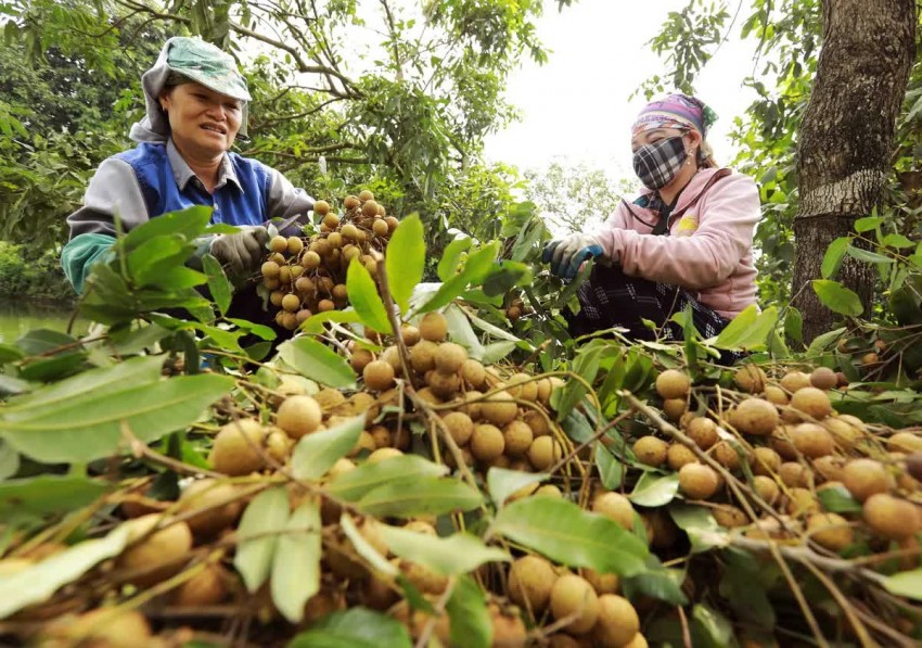Nhãn lồng Hưng Yên 2025: Sản lượng kỷ lục, hướng tới xuất khẩu bền vững Nhãn lồng Hưng Yên 2025: Sản lượng kỷ lục, hướng tới xuất khẩu bền vững