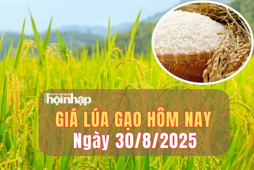 giá lúa gạo