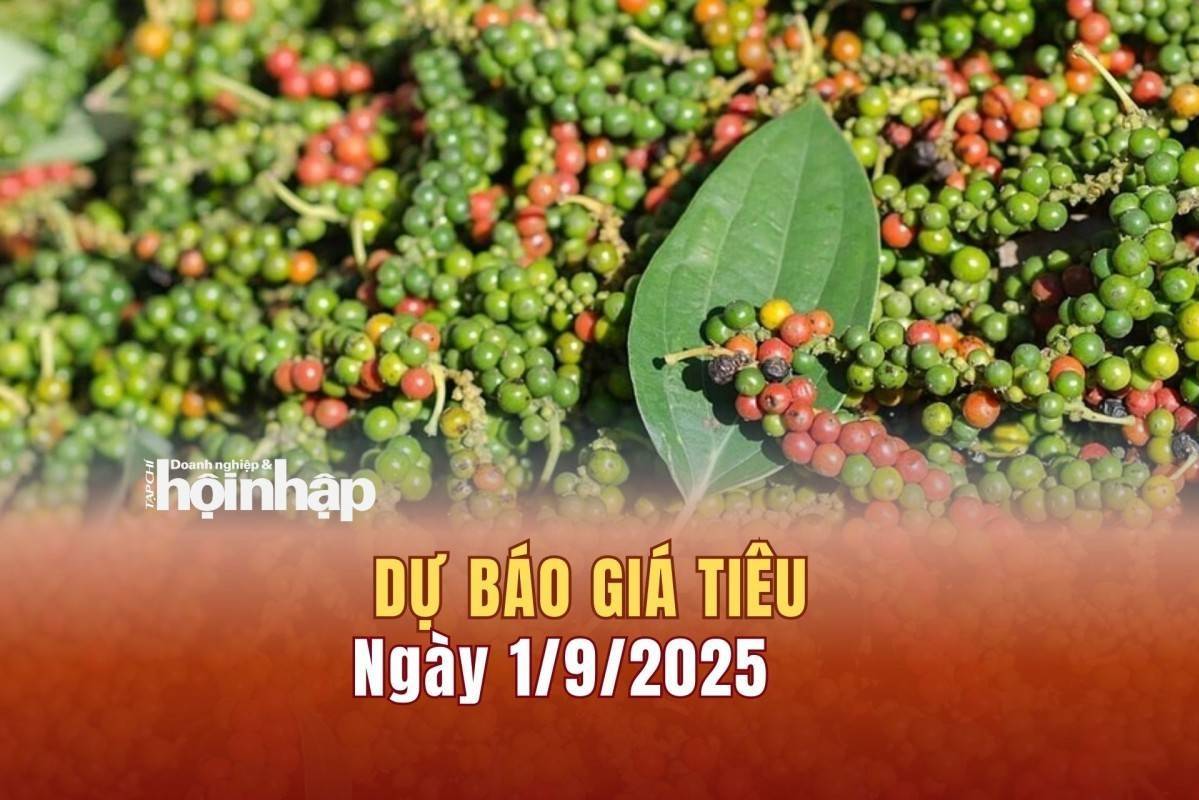 Dự báo giá tiêu 1/9: Tiêu trong nước và thế giới tiếp đà "rớt thang"