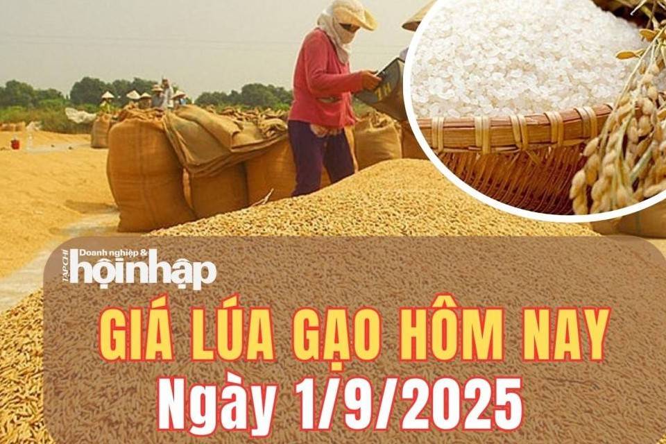 Giá lúa gạo hôm nay 1/9/2025: Giá lúa gạo tiếp tục đi ngang trong phiên đầu tuần