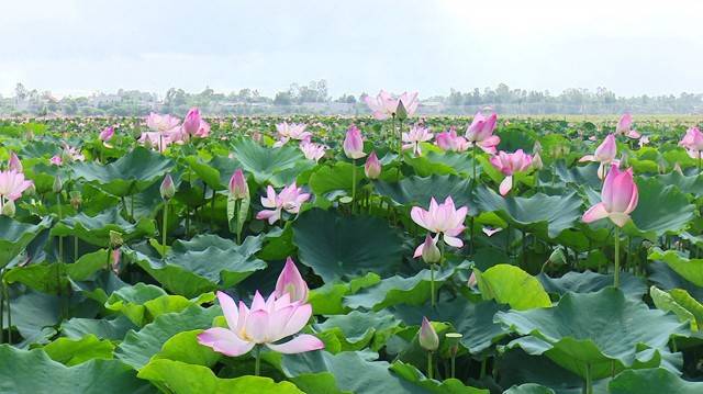 Sen hồng tại Đồng Tháp