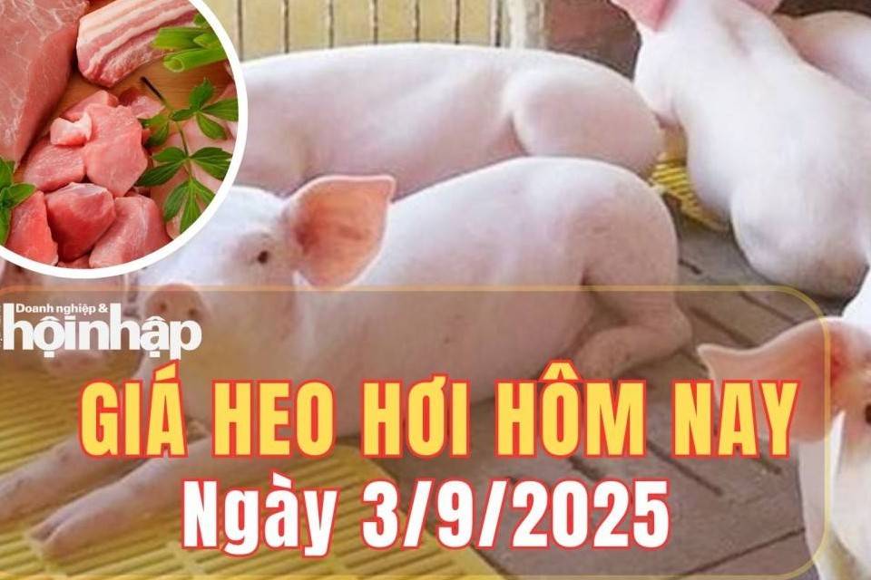 Giá heo hơi hôm nay 3/9/2025: Giá heo hơi chững giá tại cả ba miền