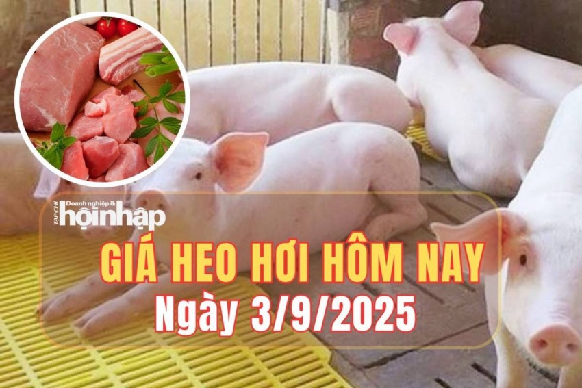 Giá heo hơi hôm nay 2/9/2025: Giá heo hơi chững giá tại cả ba miền