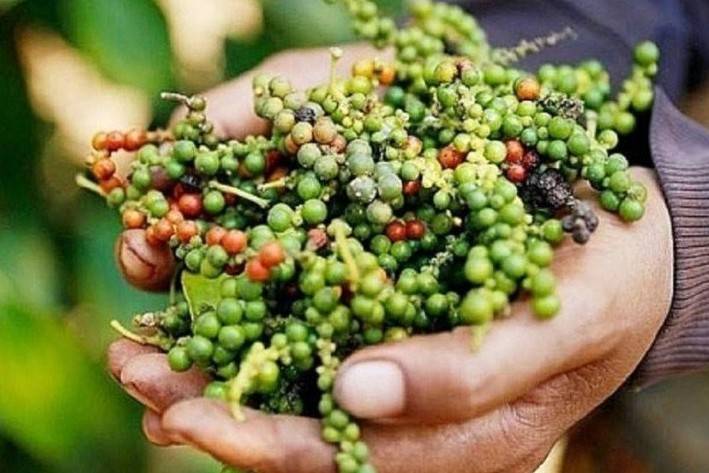 Giá hồ tiêu leo thang, Việt Nam còn bao nhiêu “vàng đen” để giữ thị trường?