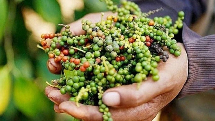 Giá hồ tiêu leo thang, Việt Nam còn bao nhiêu “vàng đen” để giữ thị trường?