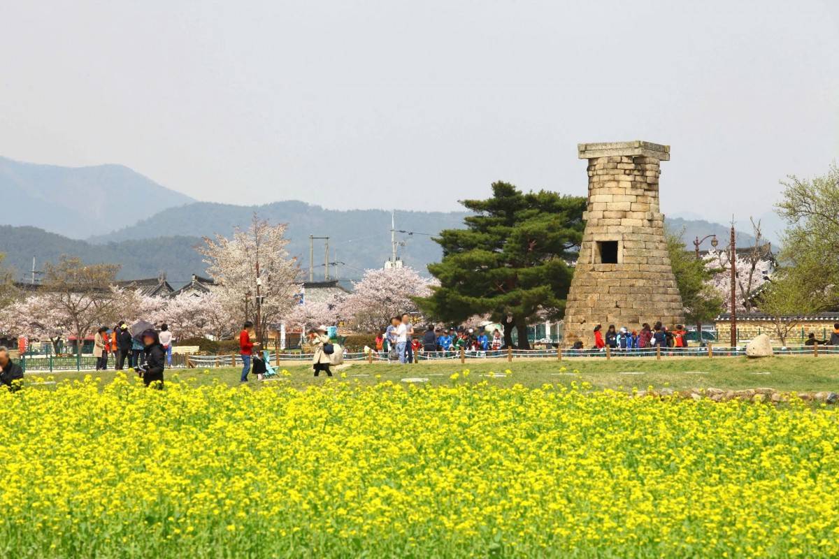 Lễ hội Hoa Anh Đào Gyeongju
