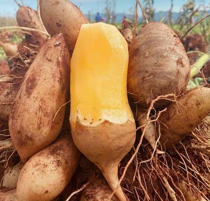 Y Tý (Lào Cai) phát triển từ hai trụ cột: Du lịch và dược liệu hoàng sin cô