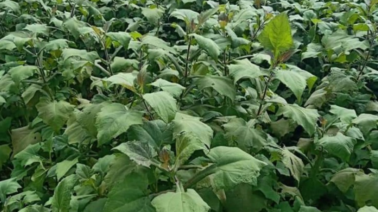 Y Tý (Lào Cai) phát triển từ hai trụ cột: Du lịch và dược liệu hoàng sin cô