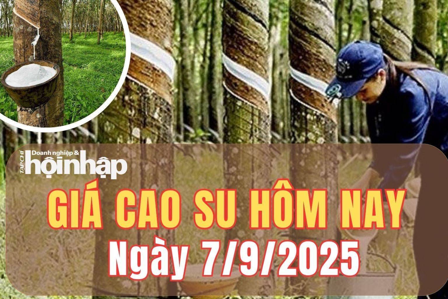 Giá cao su hôm nay 7/9/2025: So với cuối tuần trước, giá cao su thế giới tăng giảm trái chiều