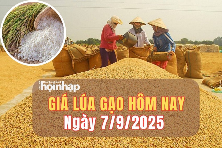 Giá lúa gạo hôm nay 7/9/2025: Giá lúa gạo trong nước và xuất khẩu trầm lắng