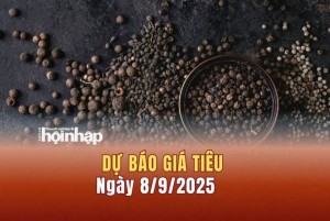 Dự báo giá tiêu 8/9: Tiêu trong nước có xu hướng "bật" tăng mạnh