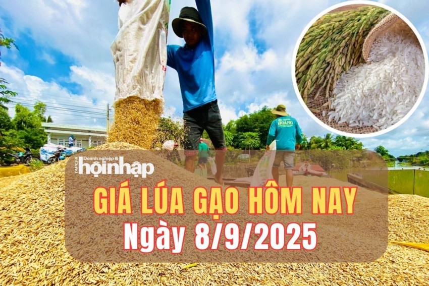 Giá lúa gạo hôm nay 8/9/2025: Giá lúa gạo tiếp tục ổn định trong phiên đầu tuần