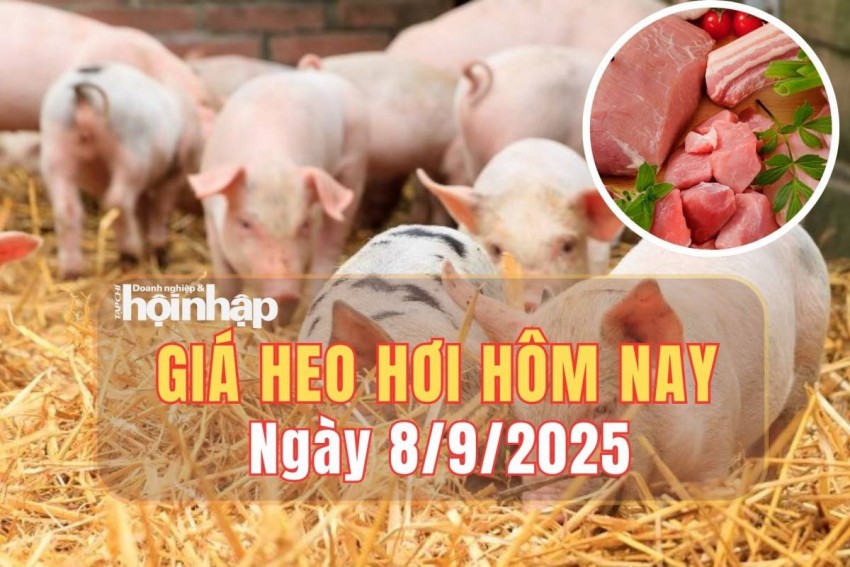 Giá heo hơi hôm nay 8/9/2025: Giá heo hơi miền Trung tăng nhẹ, miền Bắc và miền Nam ổn định