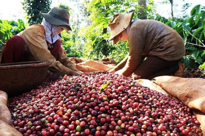 Cà phê Việt Nam lập kỷ lục mới: 8 tháng xuất khẩu đạt 6,42 tỷ USD