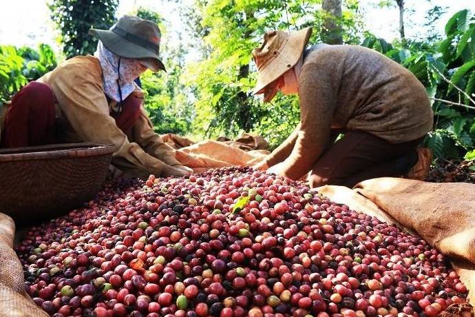 Cà phê Việt Nam lập kỷ lục mới: 8 tháng xuất khẩu đạt 6,42 tỷ USD