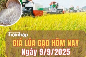 Giá lúa gạo hôm nay 9/9/2025: Giá gạo trong nước giảm nhẹ