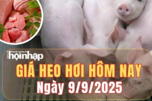 Giá heo hơi hôm nay 9/9/2025: Giá heo hơi tiếp đà tăng nhanh trên cả nước, dao động từ 55.000 – 60.000 đồng/kg