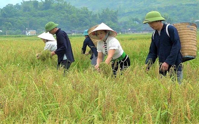 Tú Lệ mùa vàng: Lễ hội Cốm 2025 biến thung lũng thành thiên đường trải nghiệm Tú Lệ mùa vàng: Lễ hội Cốm 2025 biến thung lũng thành thiên đường trải nghiệm