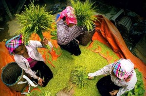 Tú Lệ mùa vàng: Lễ hội Cốm 2025 biến thung lũng thành thiên đường trải nghiệm