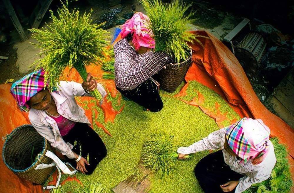 Tú Lệ mùa vàng: Lễ hội Cốm 2025 biến thung lũng thành thiên đường trải nghiệm