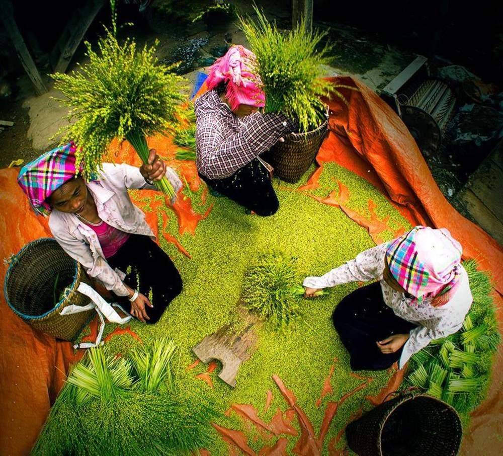 tinh tế quá trình làm cốm từ bàn tay con người. Tú Lệ mùa vàng: Lễ hội Cốm 2025 biến thung lũng thành thiên đường trải nghiệm