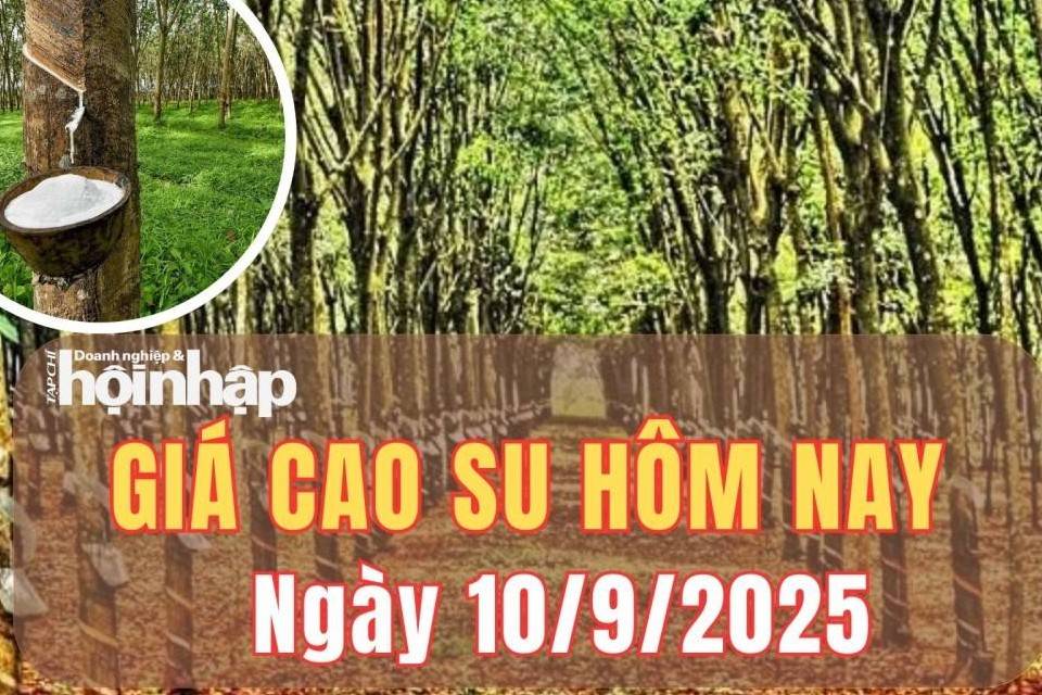 Giá cao su hôm nay 10/9/2025: Giá cao su thế giới tiếp tục biến động ngược chiều