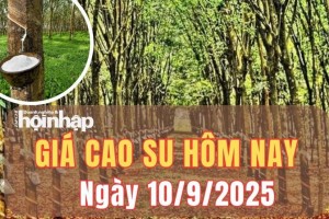 Giá cao su hôm nay 10/9/2025: Giá cao su thế giới tiếp tục biến động ngược chiều