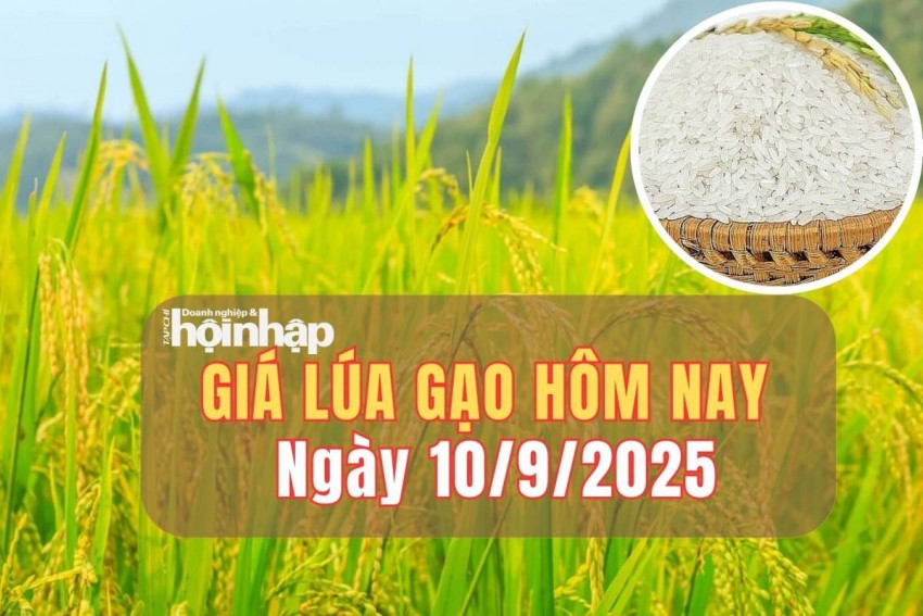 giá lúa gạo