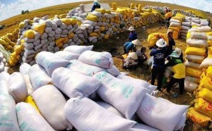 Thủ tướng chỉ đạo đa dạng hoá thị trường xuất khẩu gạo