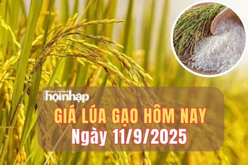 giá lúa gạo