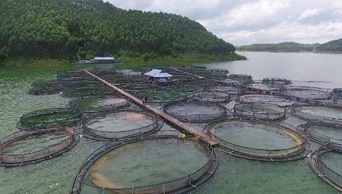Lào Cai tăng cường phòng dịch, cấp giấy nuôi thủy sản lồng bè