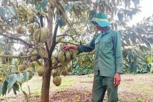Gia Lai: Chuyển đổi cây trồng kém hiệu quả, mỗi xã chỉ chọn 1-2 cây có lợi thế