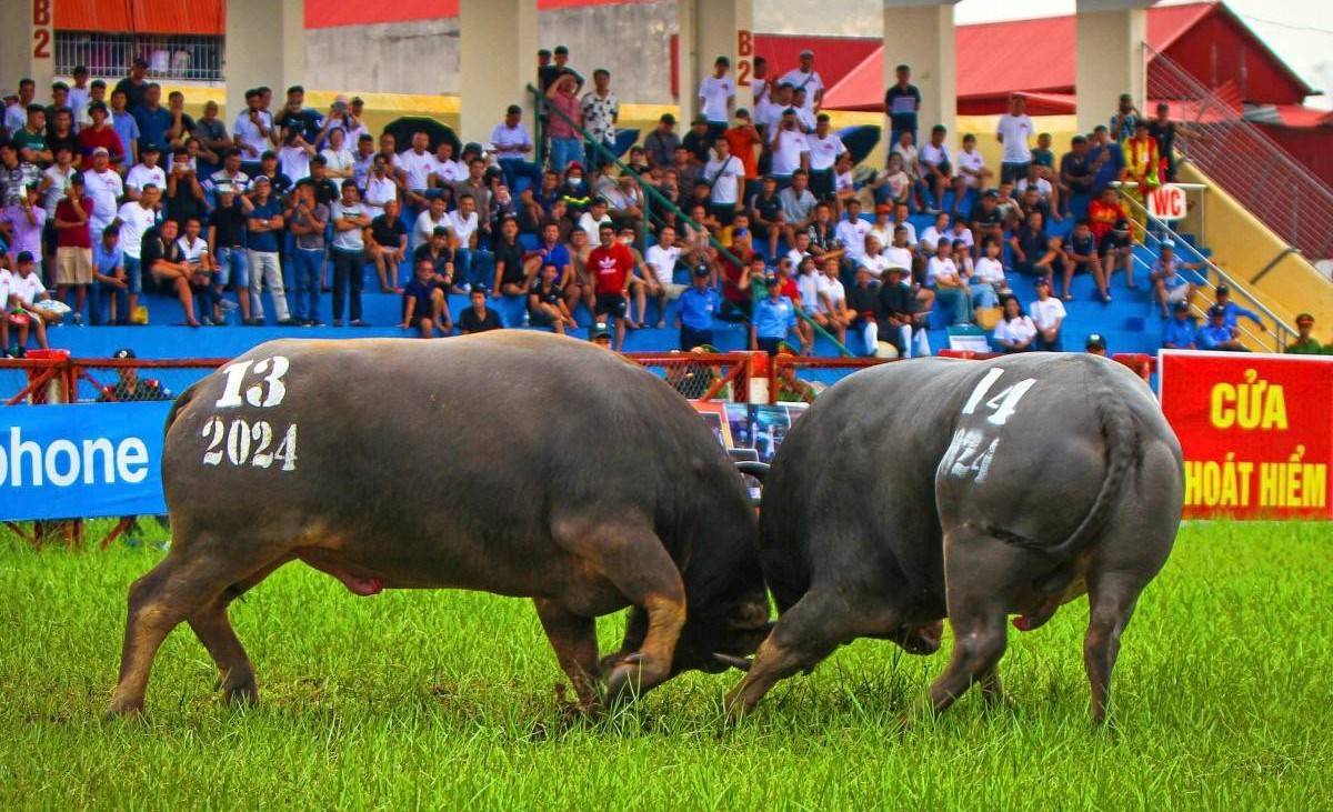 Sôi động chọi trâu Đồ Sơn 2025: 16 "ông trâu" tranh tài, hẹn du khách mùa thu Hải Phòng