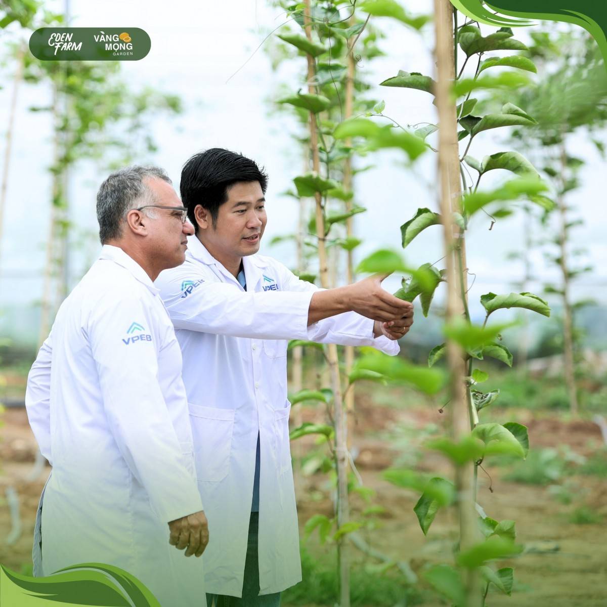 Gắn tên bạn lên cây chanh leo vàng Eden Farm, theo dõi và đợi nhận quả Gắn tên bạn lên cây chanh leo vàng Eden Farm, theo dõi và đợi nhận quả