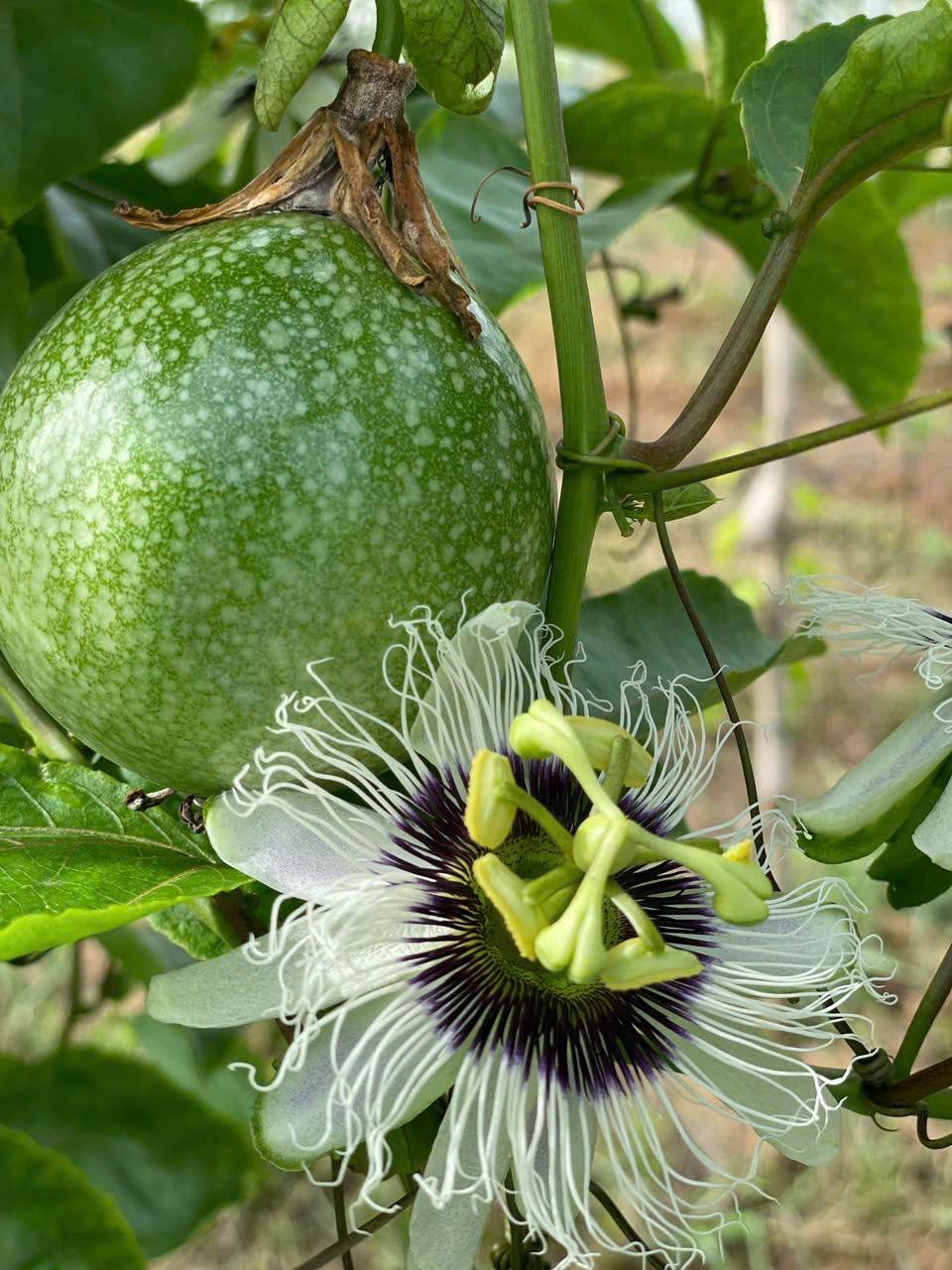 Gắn tên bạn lên cây chanh leo vàng Eden Farm, theo dõi và đợi nhận quả Gắn tên bạn lên cây chanh leo vàng Eden Farm, theo dõi và đợi nhận quả