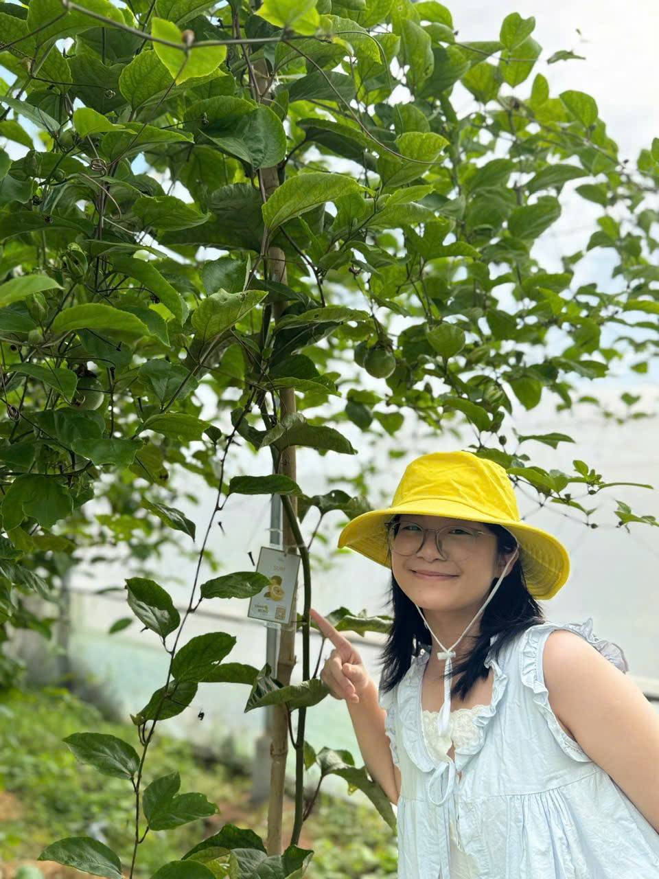 Gắn tên bạn lên cây chanh leo vàng Eden Farm, theo dõi và đợi nhận quả Gắn tên bạn lên cây chanh leo vàng Eden Farm, theo dõi và đợi nhận quả