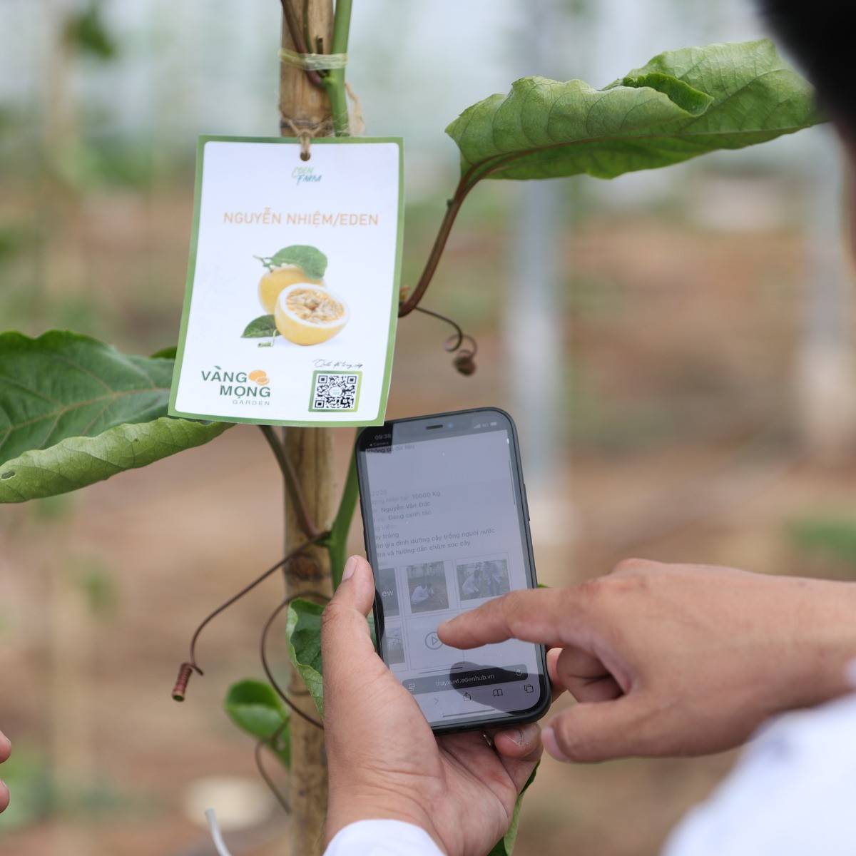 Gắn tên bạn lên cây chanh leo vàng Eden Farm, theo dõi và đợi nhận quả Gắn tên bạn lên cây chanh leo vàng Eden Farm, theo dõi và đợi nhận quả