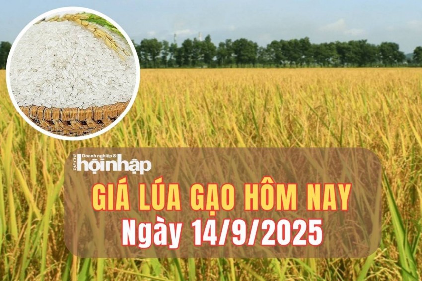 giá lúa gạo