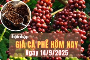 Giá cà phê hôm nay 14/9/2025: Giá cà phê trong nước tiếp đà tăng vọt