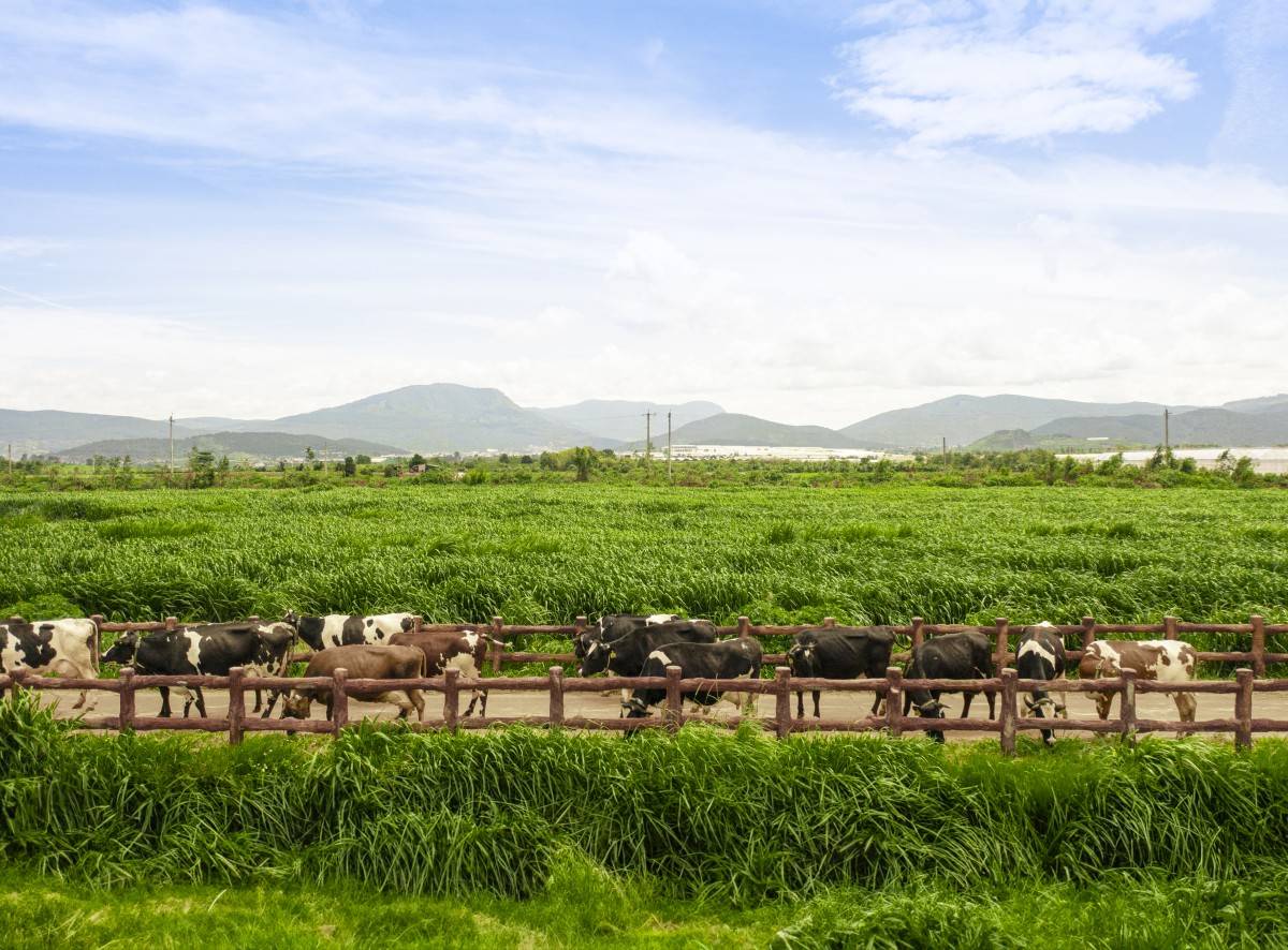  Vinamilk là doanh nghiệp sữa đầu tiên sở hữu cả trang trại và nhà máy đạt trung hòa carbon theo tiêu chuẩn PAS 2060:2014 (Ảnh: Minh Anh).