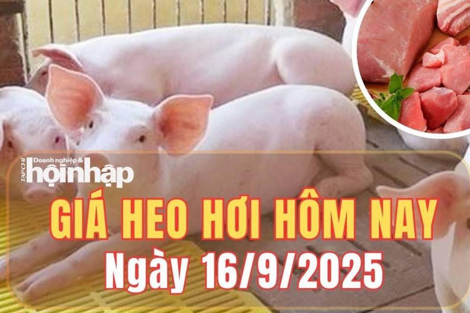 Giá heo hơi hôm nay 16/9/2025: Giá heo hơi tại miền Bắc và miền Trung giảm, miền Nam ổn định
