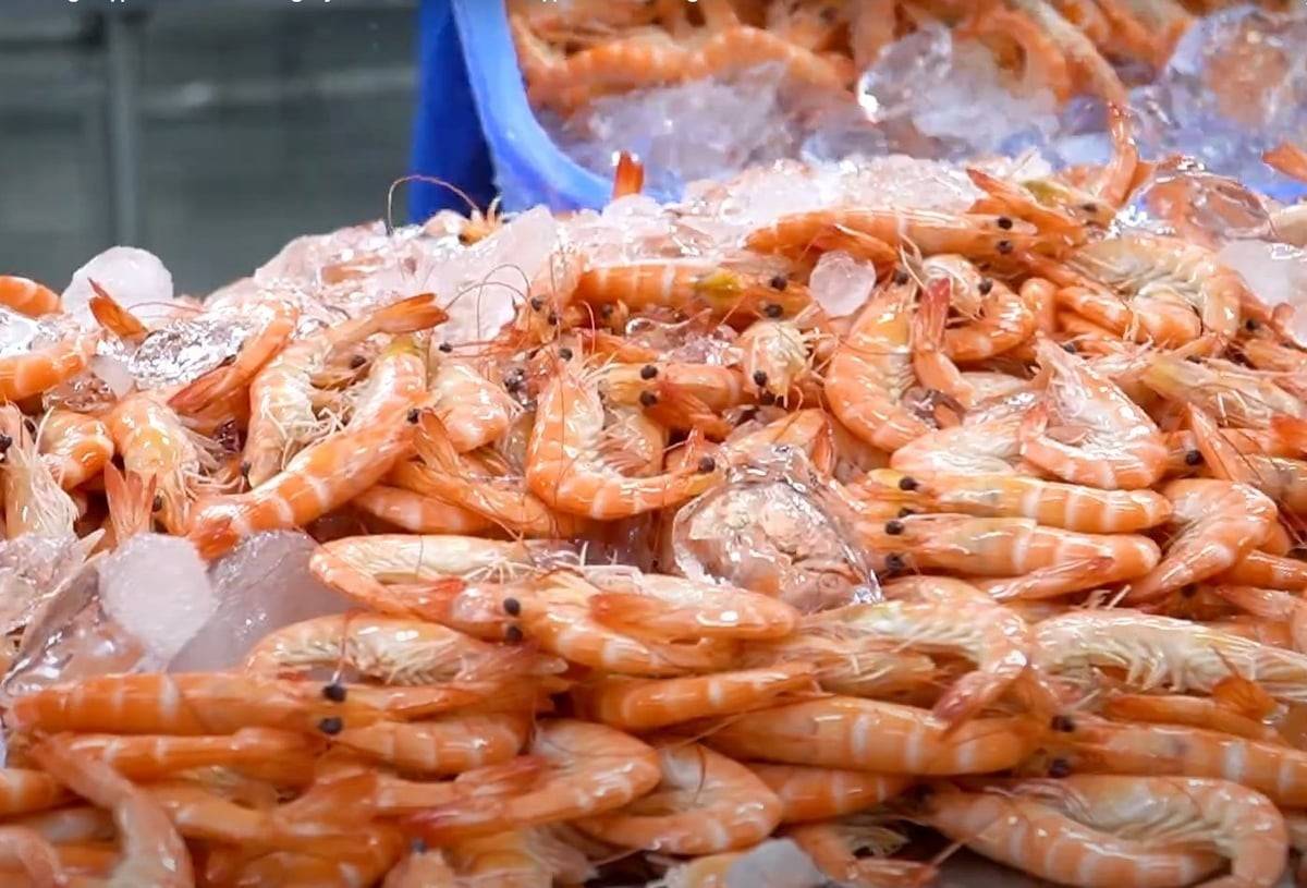 Xuất khẩu tôm tăng 23% sau 8 tháng, mở rộng dư địa tại thị trường lớn Xuất khẩu tôm tăng 23% sau 8 tháng, mở rộng dư địa tại thị trường lớn