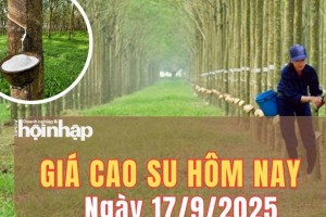Giá cao su hôm nay 17/9/2025: Giá cao su thế giới biến động trái chiều, áp lực cạnh tranh gia tăng