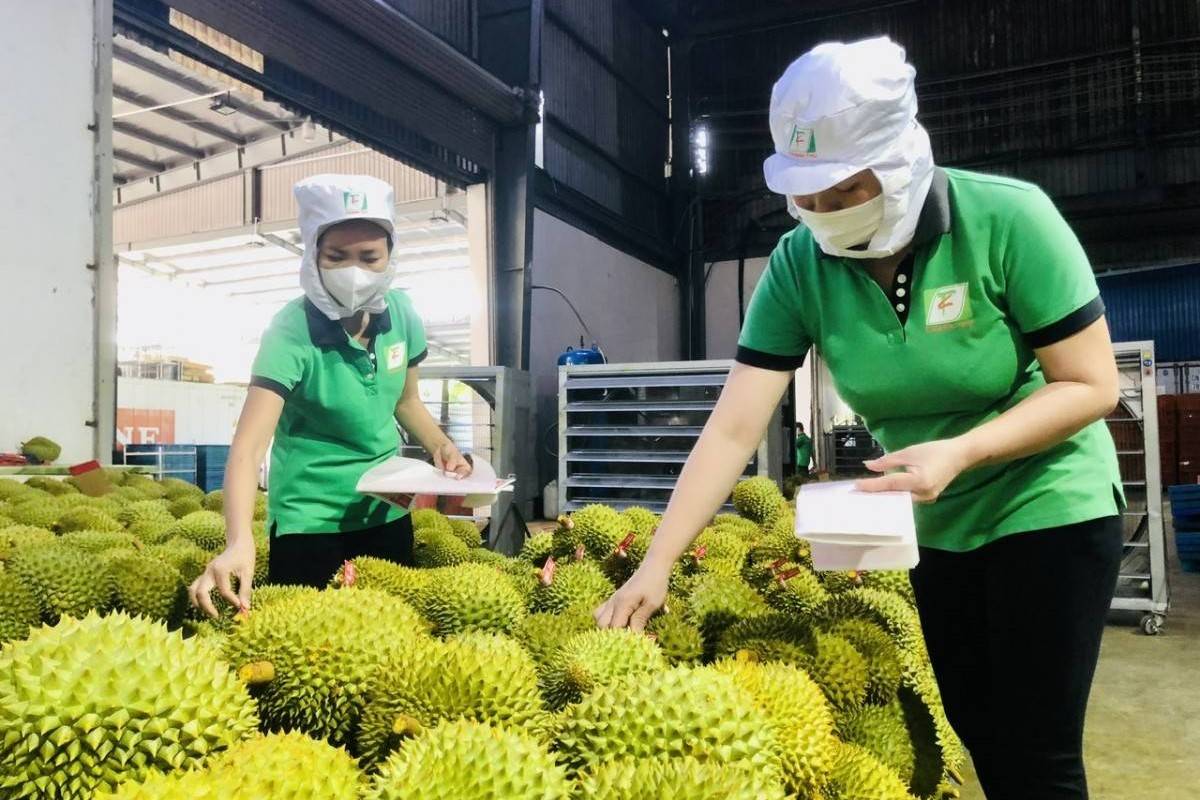 Sầu riêng “dẫn sóng”, xuất khẩu rau quả Việt Nam lập kỷ lục mới